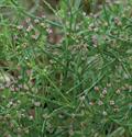 Cumin